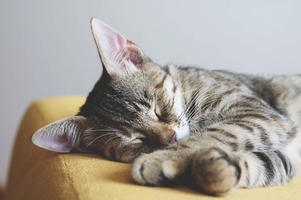 Petlove&Co abre mais de 100 vagas em tecnologia