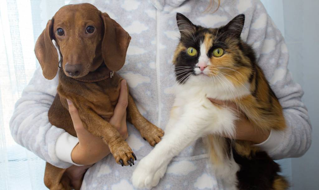 Licença-PETernidade: estas empresas dão folga para quem adota um pet