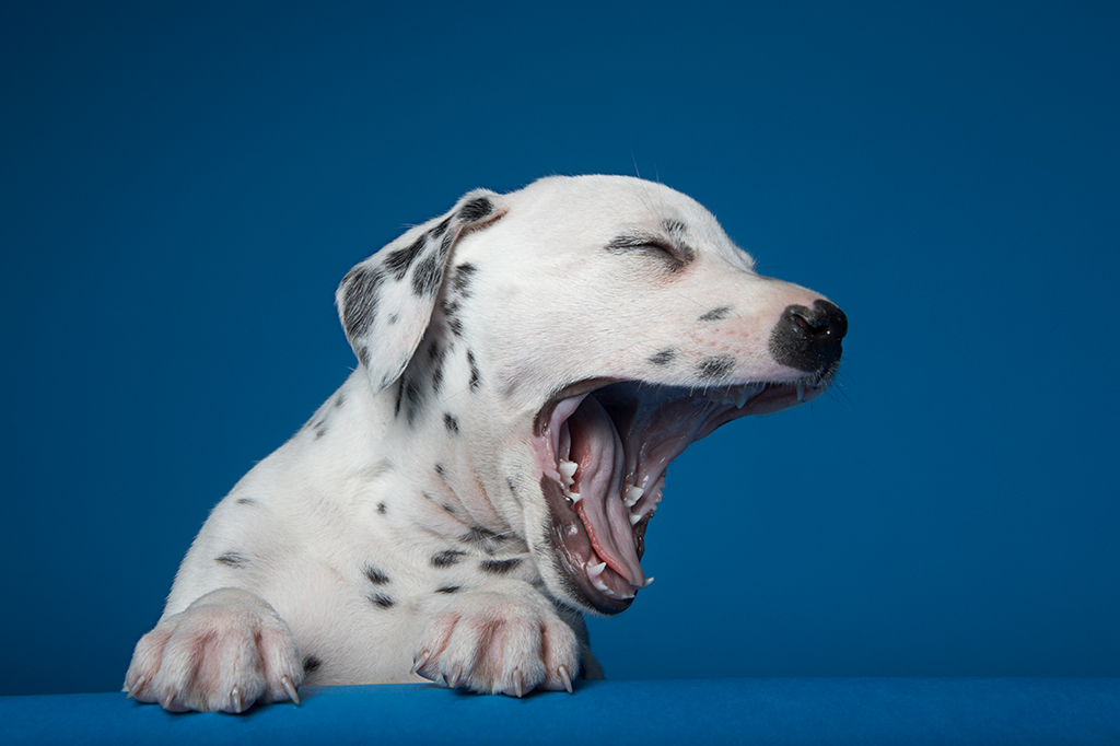 Fotografia de um filhote de dálmata bocejando